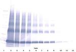 EMAP II Antibody in Western Blot (WB)