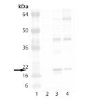HSP20 Antibody in Western Blot (WB)