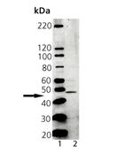 Tapasin Polyclonal Antibody