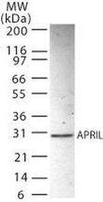 APRIL Antibody in Western Blot (WB)