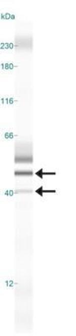 HTR1D Antibody in Western Blot (WB)