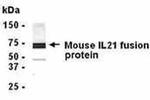 IL-21 Antibody in Western Blot (WB)