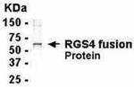 RGS4 Antibody in Western Blot (WB)