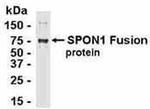 SPON1 Antibody in Western Blot (WB)