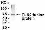 Talin 2 Antibody in Western Blot (WB)