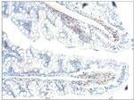 PGCD Antibody in Immunohistochemistry (Paraffin) (IHC (P))
