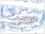 PGCD Polyclonal Antibody