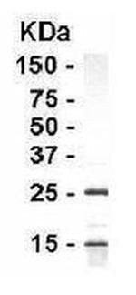 ApoA1 Antibody in Western Blot (WB)