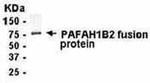 PAFAH1B2 Antibody in Western Blot (WB)