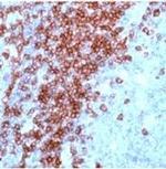 CD3e Antibody in Immunohistochemistry (Paraffin) (IHC (P))