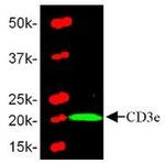 CD3e Antibody in Western Blot (WB)