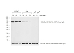 F(ab)-Donkey anti-Goat IgG (H+L) Secondary Antibody, HRP