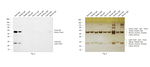 Goat IgG (H+L) Secondary Antibody in Western Blot (WB)