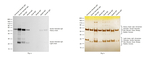 Goat anti-Syrian Hamster IgG (H+L) Secondary Antibody, HRP