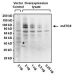 Goat anti-Syrian Hamster IgG (H+L) Secondary Antibody, HRP