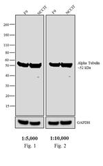 Rat IgG Fab Secondary Antibody in Western Blot (WB)