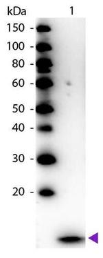 beta-2 Microglobulin Polyclonal Antibody, HRP