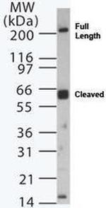Dicer Antibody in Western Blot (WB)