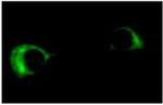 BCL-2L2 Antibody in Immunocytochemistry (ICC/IF)