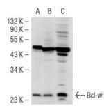 BCL-2L2 Antibody in Western Blot (WB)