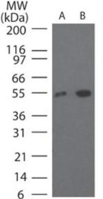 TRF4-1 Polyclonal Antibody