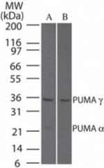 PUMA delta/gamma Polyclonal Antibody