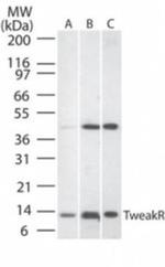 CD266 Polyclonal Antibody