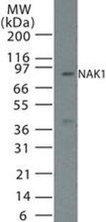 NUR77 Antibody in Western Blot (WB)