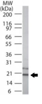 DcTRAILR1 Polyclonal Antibody