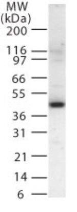 MEK2 Antibody in Western Blot (WB)