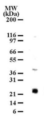 MD-1 Antibody in Western Blot (WB)