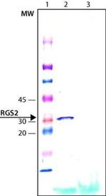 RGS2 Antibody in Western Blot (WB)