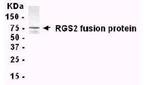 RGS2 Antibody in Western Blot (WB)