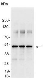 VSV-G Tag Polyclonal Antibody