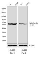F(ab')2-Rabbit anti-Rat IgG (H+L) Secondary Antibody, Biotin