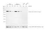 Rat IgG (H+L) Secondary Antibody in Western Blot (WB)