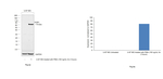 Rat IgG (H+L) Secondary Antibody in Western Blot (WB)