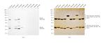Rat IgG (H+L) Secondary Antibody in Western Blot (WB)