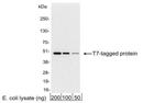 T7 Tag Antibody in Western Blot (WB)