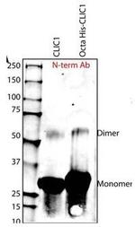 CLIC1 Antibody in Western Blot (WB)