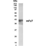 FZD1 Polyclonal Antibody