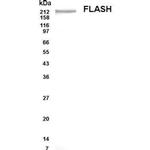 FLASH Polyclonal Antibody