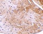 CIDEA Polyclonal Antibody