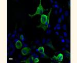 VSV-G Tag Antibody in Immunocytochemistry (ICC/IF)