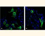 VSV-G Tag Antibody in Immunocytochemistry (ICC/IF)