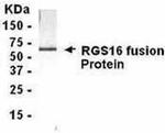 RGS16 Antibody in Western Blot (WB)