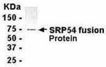 SRP54 Antibody in Western Blot (WB)
