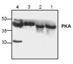 PKA alpha Antibody in Western Blot (WB)