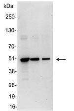 VSV-G Tag Polyclonal Antibody