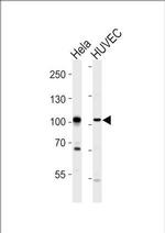 EphA4 Antibody in Western Blot (WB)